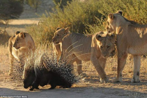 A kalahari-sivatagban a punci lőtt az oroszlánok állománya